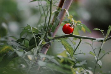 Tasty ripe tomato close up among green leaves in the garden. Fresh raw vegetable for healthy eating. Bright summer harvest. Vegan food
