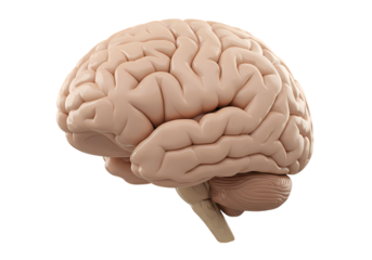 Human Brain Anatomy: Detailed Close-Up of Cerebral Cortex and Brain Stem for Medical & Educational Use Isolated on White Background