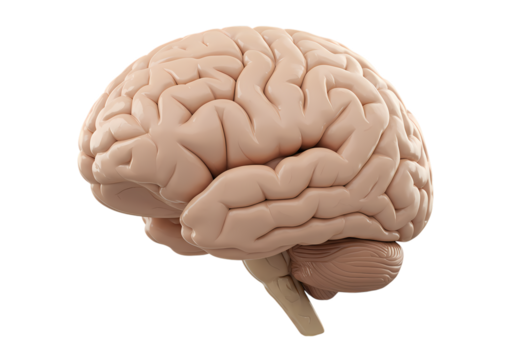 Human Brain Anatomy: Detailed Close-Up of Cerebral Cortex and Brain Stem for Medical & Educational Use Isolated on White Background