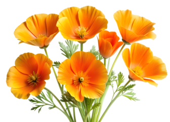 A bouquet of six bright orange california poppies with delicate green leaves and stems is presented against a transparent background