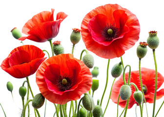Obraz premium A collection of vibrant red poppy flowers with delicate petals and green buds are displayed against a clean transparent background