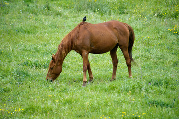 horse in the meadow, logudoro meilogu, Sassari, Muros, Sardinia, Italy
