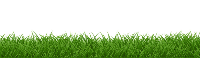 green grass isolated on white background