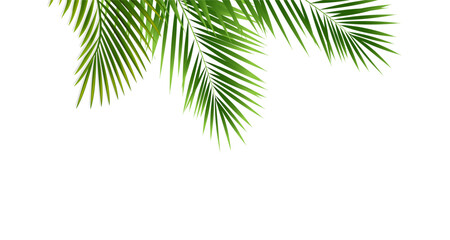 Tropical Palm Branch With White Background