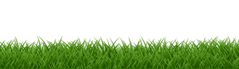 green grass isolated on white background