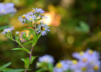 Common Blue Wood-Aster