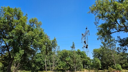 High Voltage Power Line Tower with Bird Nests – Infrastructure and Wildlife Coexistence