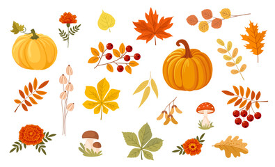 Autumn decor set - leaves, pumpkins, flowers, berries and mushrooms. Collection of autumn leaves and fruits for pattern, banner, sticker, greeting card. Flat vector illustration on white background.