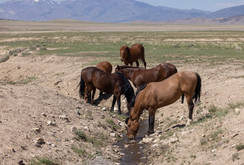 Wild Horses in Springtime in the Utah Desert