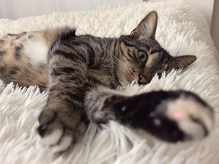 Fototapeta premium Relaxing feline stretches in cozy indoor environment during afternoon