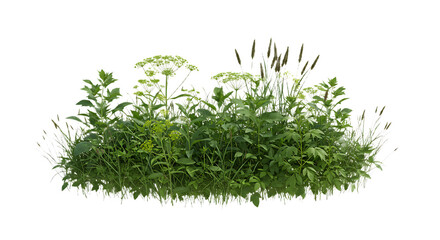 Wildflower Meadow Grass Patch Isolated on Transparent Background