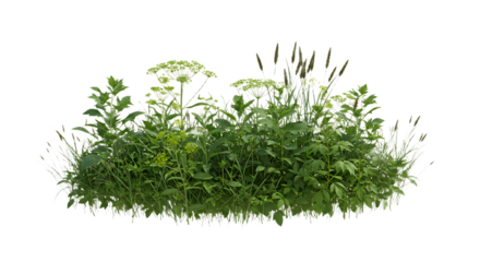 Wildflower Meadow Grass Patch Isolated on Transparent Background