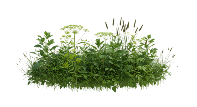 Wildflower Meadow Grass Patch Isolated on Transparent Background