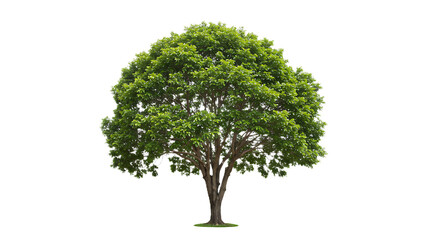 Bakery Shopfront isolated on Transparent Background