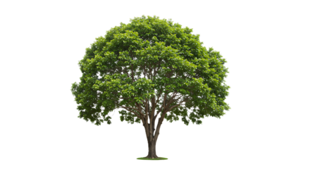 Bakery Shopfront isolated on Transparent Background