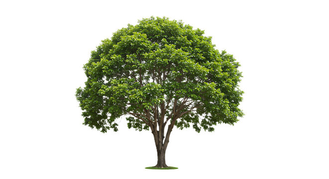 Bakery Shopfront isolated on Transparent Background