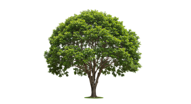 Bakery Shopfront isolated on Transparent Background