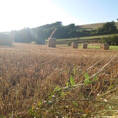 combine harvesting wheat