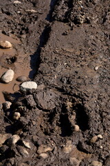 Moose Hoofprint