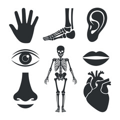 Anatomy Icons A Collection of Human Body Parts Hand Foot Ear Eye Skeleton Nose Lips and Heart Representing the Intricate Structure and Function of the Human Form