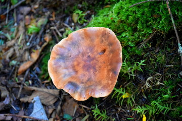 Mushroom