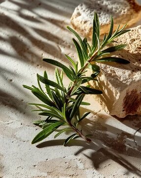 Fresh Rosemary Sprig on Rustic Stone Surface in Warm Sunlight