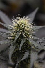 Macro shot of a cannabis plant in bloom, showing trichomes and pistils. The plant is growing...