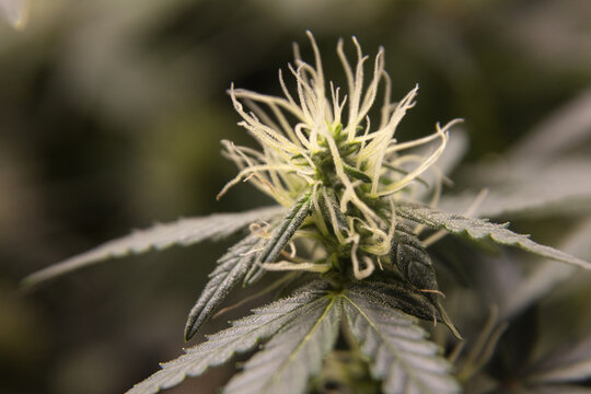Macro shot of a cannabis plant in the flowering stage, showing vibrant white pistils and resin-covered leaves. The image highlights the natural details of the bud structure, trichomes