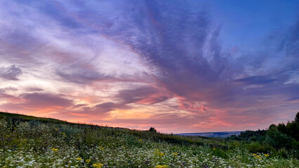 Pink sunset in a field, white flowers in a meadow