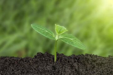 Plant growth evolution from seed to sapling. Young green seedling are growing from the rich soil in sunlight. Business growth, success, development and profit. Ecology and business concept.