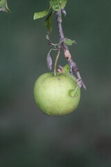 green apple on a branch