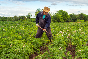 A farmer in a straw hat is using a hoe to tend to potato plants in a lush green field on a clear day in spring. The sky is partly cloudy, enhancing the vibrant landscape