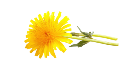 yellow dandelion flower on white background