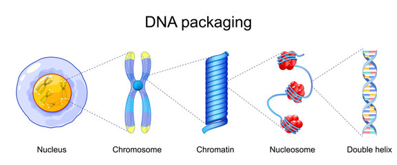 Naklejka na ściany i meble DNA packaging