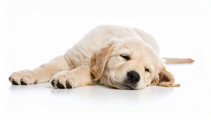 Adorable Golden Retriever puppy lying down with a sleepy expression on a clean white background.