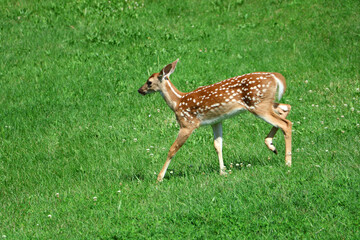 white tailed deer walking through green grass in springtime