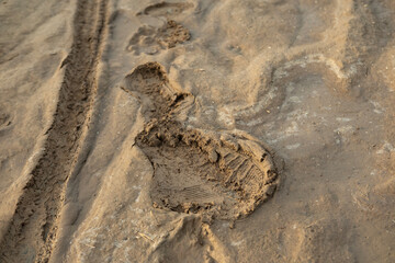 Footprint and tire track left in soft mud, Traces on muddy path, Evidence passage on natural trail, Adventure begins, rural Textured mud, outdoor activity