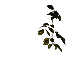 A dimly lit image showing a branch with green leaves against a stark black background in the...