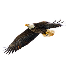 Fototapeta premium White Background Eagle