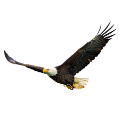 Obraz premium White Background Eagle