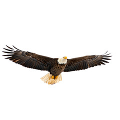 Obraz premium White Background Eagle