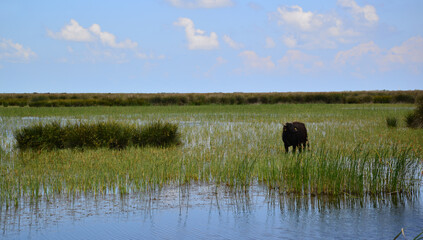 A view from the Kizilirmak Delta Bird Sanctuary in Bafra, Samsun, Turkey.
