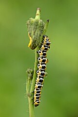 Raupe des Lattich-Mönchs (Cucullia lactucae) frisst an Blüte der Acker-Gänsedistel (Sonchus arvensis)