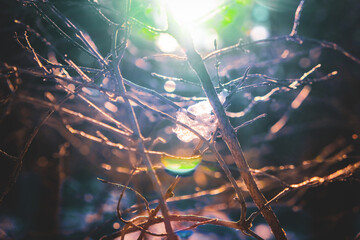 Close-up of a branch with sunlight in the background.