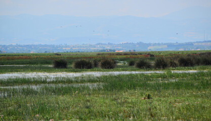 A view from the Kizilirmak Delta Bird Sanctuary in Bafra, Samsun, Turkey.
