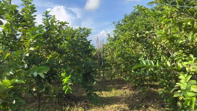 Guava farming in south asia. Lots of guava trees in a farming field. Indian agricultural field wide view.