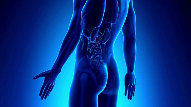 Anatomical illustration of the human urinary system highlighting the kidneys and their location within the body
