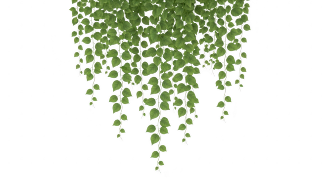 Hanging green plant with lush leaves isolated on transparent background