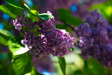 Nice lilac macro photo shot, spring time, nature close up