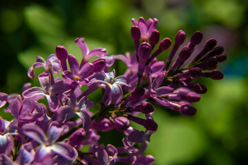 Nice lilac macro photo shot, spring time, nature close up